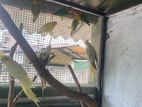 Cockatiel Lovebirds