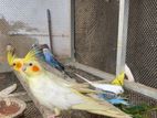 Cockatiel with Budgies
