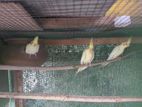 Cockatiel with Bird Cage
