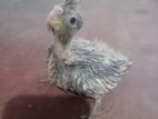 Cockatiel Baby