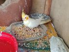 Cockatiel Bird
