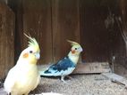Cockatiel Birds