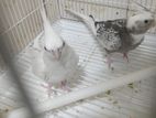 Cockatiel Bird Breeding Pair with Cage