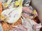 Cockatiel Bird Chicks