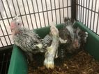 Cockatiel Bird Chicks