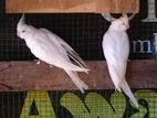 cockatiel bird