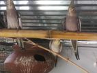 Cockatiel Bird