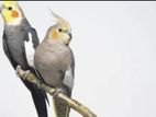 Cockatiel Bird