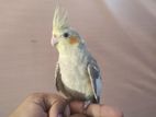 Cockatiel Bird