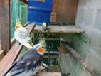 Cockatiel Birds