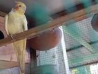 Cockatiel Bird