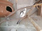 Cockatiel Bird