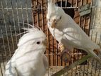 cockatiel bird