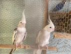 Cockatiel Bird