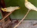 Cockatiel Birds with Cage