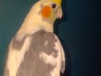 Cockatiel Bird