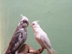 Cockatiel Bird