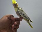 Cockatiel Bird
