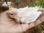 Cockatiel Bird