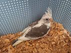 Cockatiel Bird