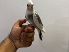 Cockatiel Bird