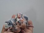cockatiel bird