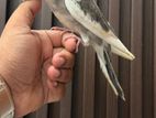 cockatiel bird