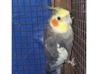 Cockatiel Bird