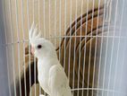 Cockatiel Bird