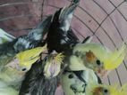 Cockatiel Birds