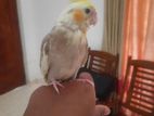 Cockatiel Bird