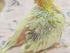 Cockatiel Bird