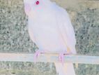 Cockatiel Bird