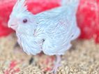 Cockatiel Bird