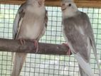 Cockatiel Bird