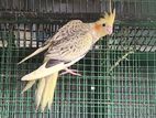 Cockatiel Bird
