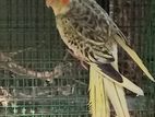 Cockatiel Bird