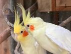 Cockatiel Bird