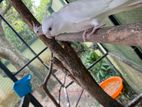 Cockatiel Bird