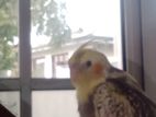 Cockatiel Bird