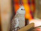 cockatiel bird ( male )