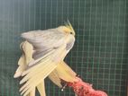 Cockatiel Bird Pair