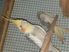 Cockatiel Bird Pair