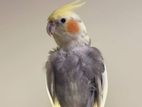 Cockatiel Bird Sale