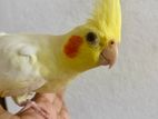 Cockatiel Bird With Cage