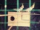 Cockatiel Birds with Cage