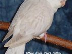 Cockatiel Birds Breeding Pair