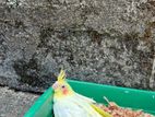 Cockatiel Birds Chicks