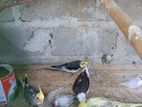 cockatiel birds