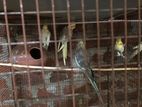 Cockatiel Birds